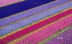 FlowerFarm1920x12005-23-2012 11_26_06 AM Bing Desktop